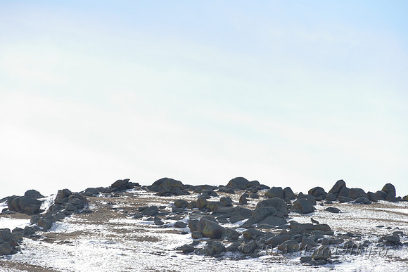 Wolf (Canis lupus), Hustai Nuruu National Park, Töv, Mongolia