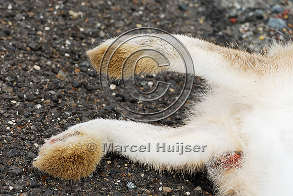 Black-tailed jackrabbit (Lepus californicus) roadkill, detail of feet, near Ft Jones, California, USA