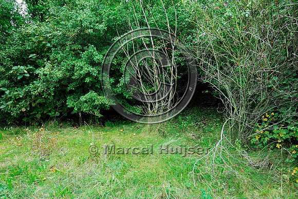 Cover and wildlife trail on top of multifunctional overpass (wildlife and farm road, about 100 m wide), across A4 motorway, Parndorf, Austria