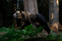 Grizzly bear (Ursus arctos horribilis), at the bear rub tree, Mo
