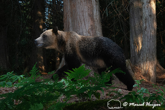 Grizzly bear (Ursus arctos horribilis), at the bear rub tree, Mo