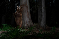 Black bear (Ursus americanus), cinnamon color, at the bear rub t