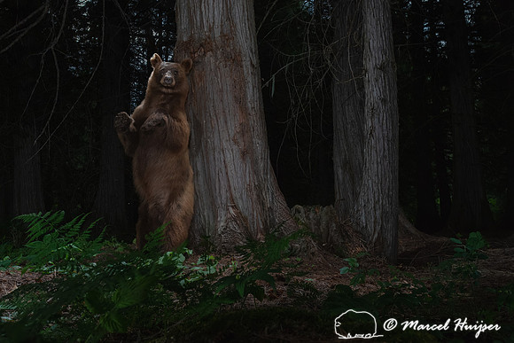 Black bear (Ursus americanus), cinnamon color, at the bear rub t