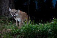 Mountain lion (Puma concolor), at the ponderosa tree, Montana