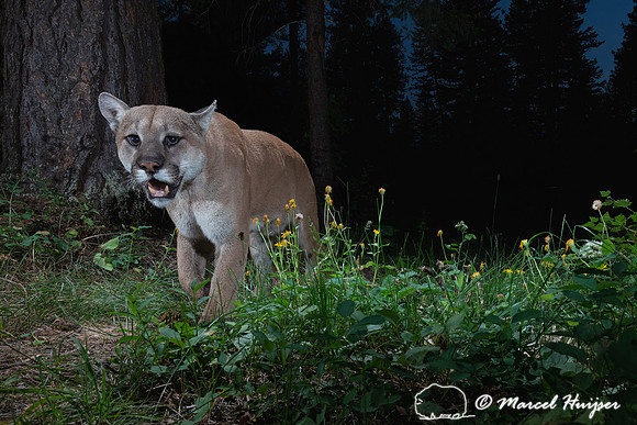 Mountain lion (Puma concolor), at the ponderosa tree, Montana