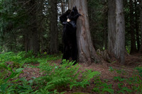 Male American black bear (Ursus americanus) at the bear rub tree