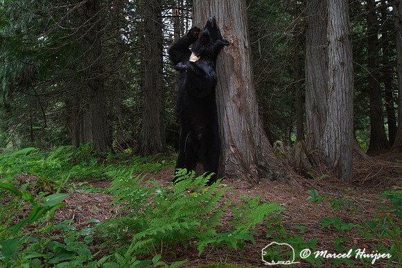 Male American black bear (Ursus americanus) at the bear rub tree