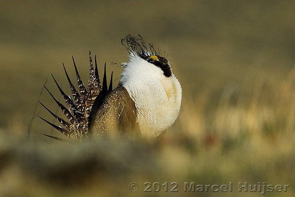 Male sage grouse (Centrocercus urophasianus) in a lek and displaying, near Bannack, Montana, USA