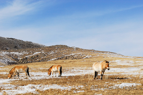 Takhi or  Przewalski's horse (Equus ferus ssp. przewalskii), Hustai Nuruu National Park, Töv, Mongolia
