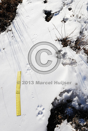 Wolf (Canis lupus) tracks, Hustai Nuruu National park, Töv, Mongolia