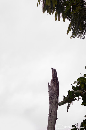 Common potoo (Nyctibius griseus), Vitória, Espírito Santo, Brazil