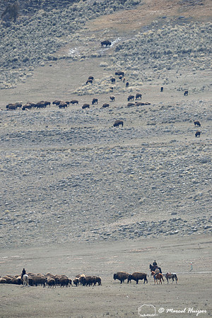 Bison (Bison bison) being herded back towards Yellowstone National park, between Gardiner and Yankee Jim Canyon, Montana, USA
