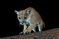 Mountain lion (Puma concolor) on the fallen ponderosa tree, Mont