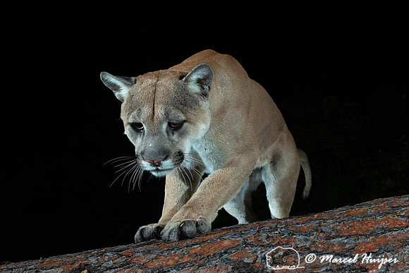 Mountain lion (Puma concolor) on the fallen ponderosa tree, Mont