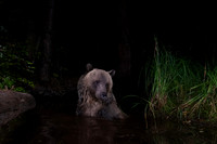 Grizzly bear (Ursus arctos horribilis) bathing in a pond in the