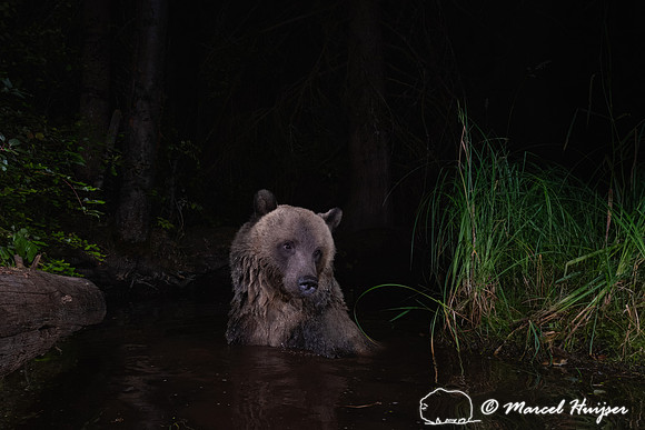 Grizzly bear (Ursus arctos horribilis) bathing in a pond in the