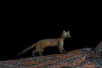 American pine marten (Martes americana) at the fallen ponderosa