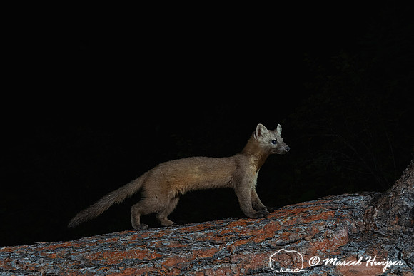 American pine marten (Martes americana) at the fallen ponderosa