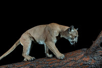 Mountain lion (Puma concolor) on the fallen ponderosa tree, Mont