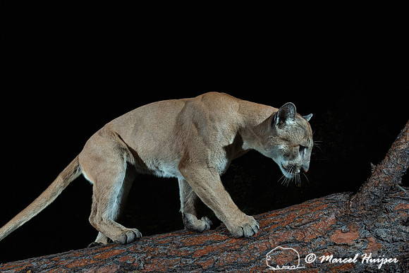 Mountain lion (Puma concolor) on the fallen ponderosa tree, Mont