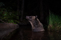 Grizzly bear (Ursus arctos horribilis) bathing in a pond in the