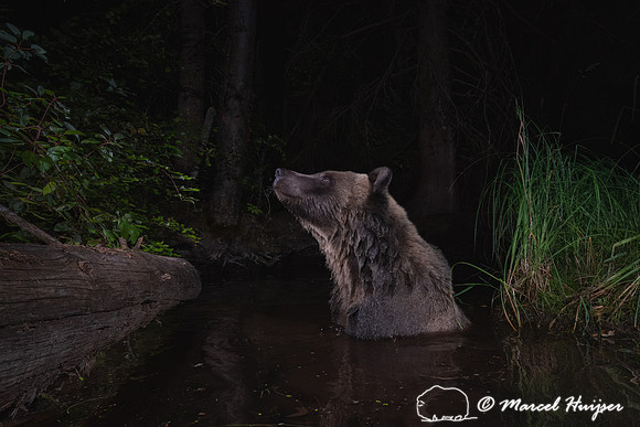 Grizzly bear (Ursus arctos horribilis) bathing in a pond in the