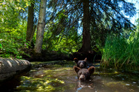 American black bears (Ursus americanus), female (in back) and cu
