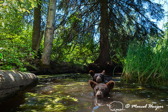 American black bears (Ursus americanus), female (in back) and cu