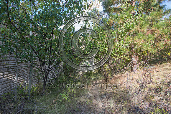 Vegetation providing cover at the approach of a wildlife underpa