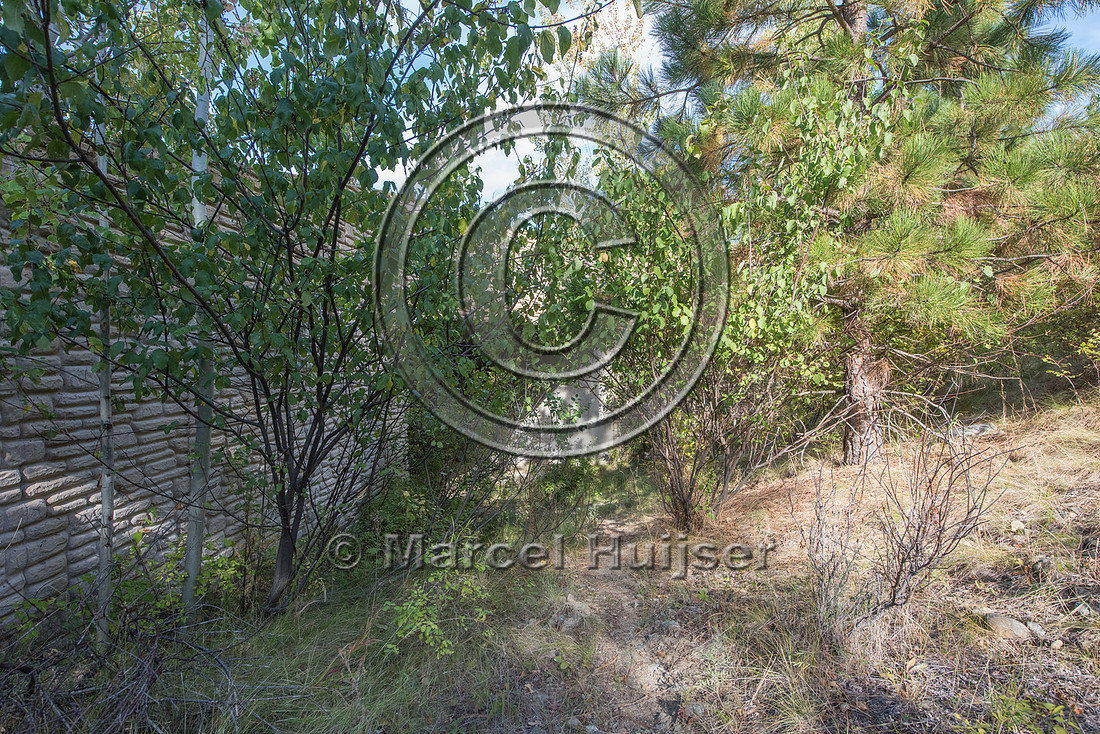 Vegetation providing cover at the approach of a wildlife underpa