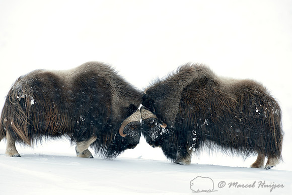Muskoxen (Ovibos moschatus) just after impact, Dovrefjell National Park, Norway