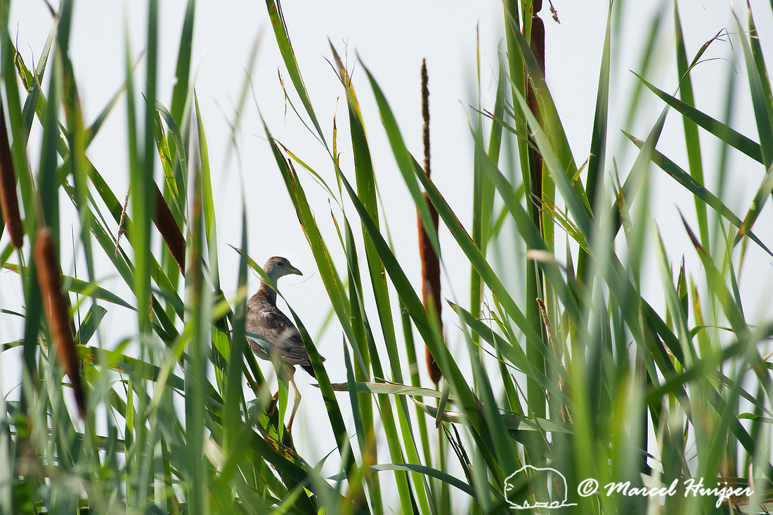 Azure gallinule (Porphyrio flavirostris), Tanquã, São Paulo, B