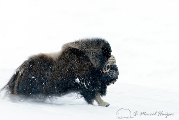 Muskoxen (Ovibos moschatus) in the process of charging another male, Dovrefjell National Park, Norway