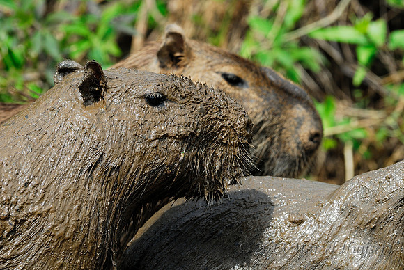 Capybara (Hydrochoerus hydrochaeris) in the mud, Pantanal, Mato Grosso do Sul, Brazil