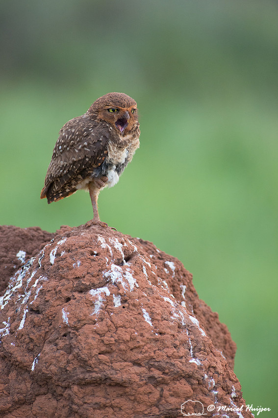 Burrowing owl (Athene cunicularia), Parque Nacional das Emas, Go