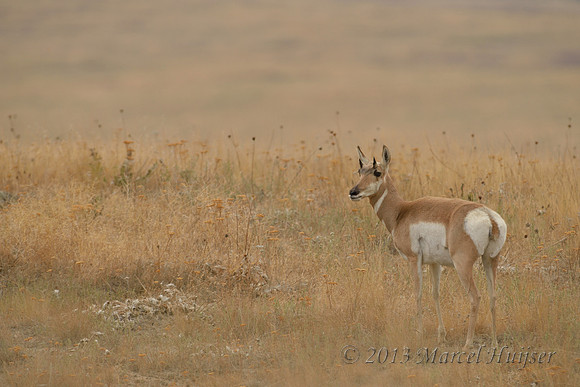 Pronghorn (Antilocapra americana) doe, Montana, USA