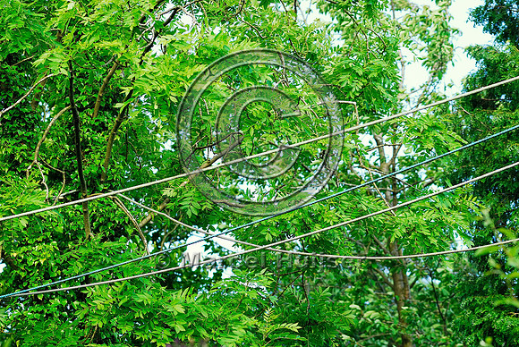 Dormouse rope bridge, United Kingdom