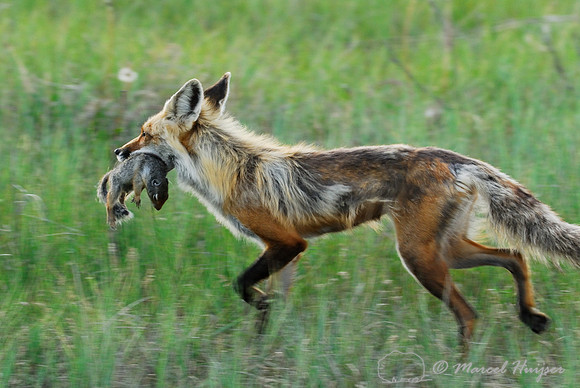 Red fox (Vulpes vulpes) returning to the den with prey (columbian ground squirrel), Montana, USA