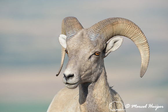 Bighorn sheep (Ovis canadensis) ram, Montana, USA