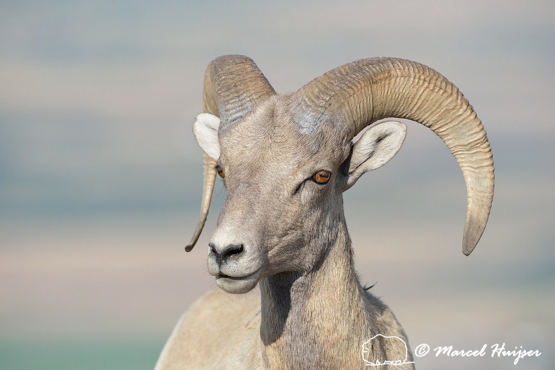 Montana wildlife: Bighorn sheep (Ovis canadensis) ram, Montana, USA