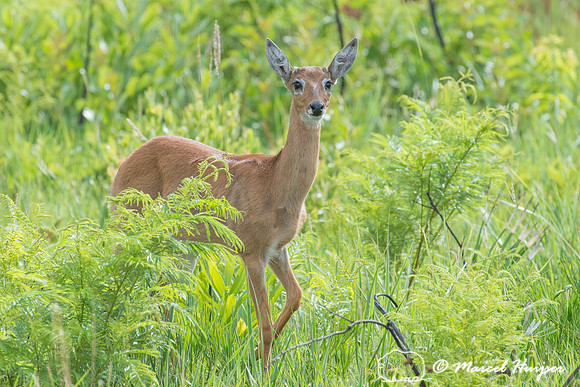 Pampa deer doe (Ozotoceros bezoarticus), Parque Nacional das Ema