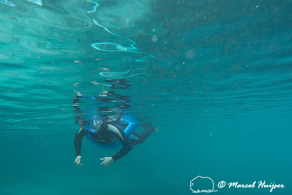 Bethanie Walder looks for West Indian manatees (Trichechus manat