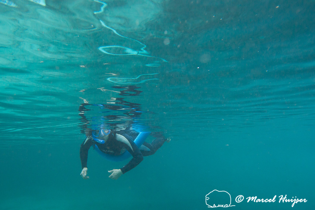 Bethanie Walder looks for West Indian manatees (Trichechus manat