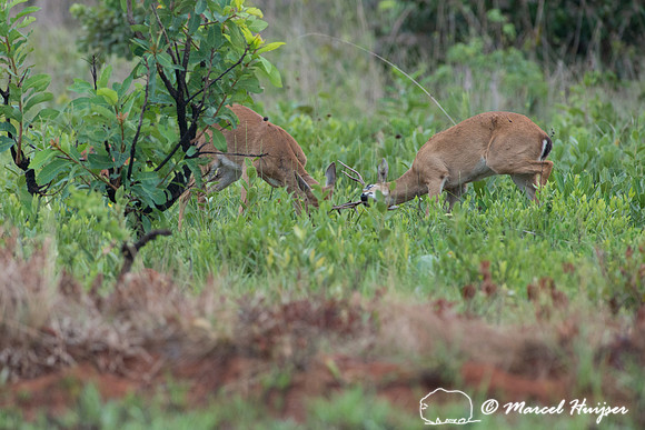 Pampa deer bucks sparring (Ozotoceros bezoarticus), Parque Nacio