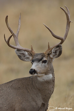 Mule deer buck (Odocoileus hemionus), Montana, USA