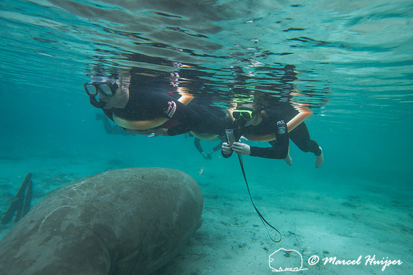 Snorkeling with West Indian manatee (Trichechus manatus), Florid