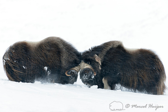 Muskoxen (Ovibos moschatus) sparring, Dovrefjell National Park, Norway
