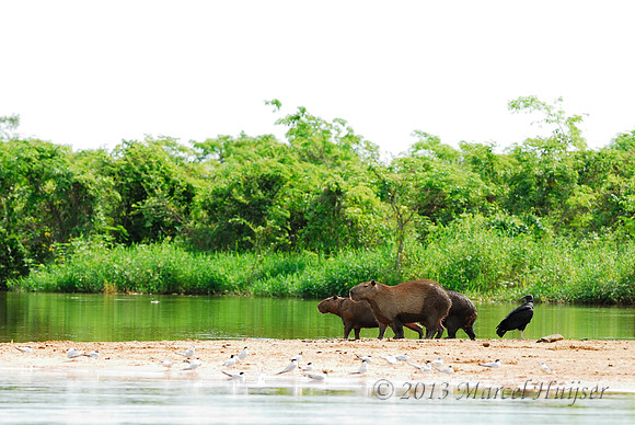 Capybara (Hydrochoerus hydrochaeris) and black vulture (Coragyps atratus), Pantanal, Mato Grosso do Sul, Brazil