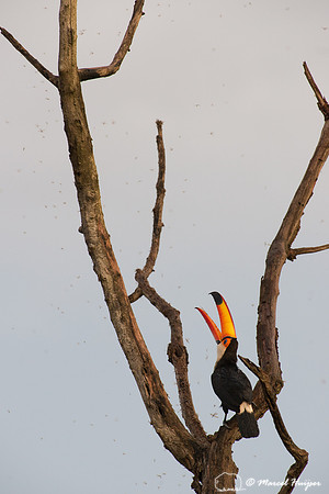 Toco toucan (Ramphastos toco), Goiás, Brazil