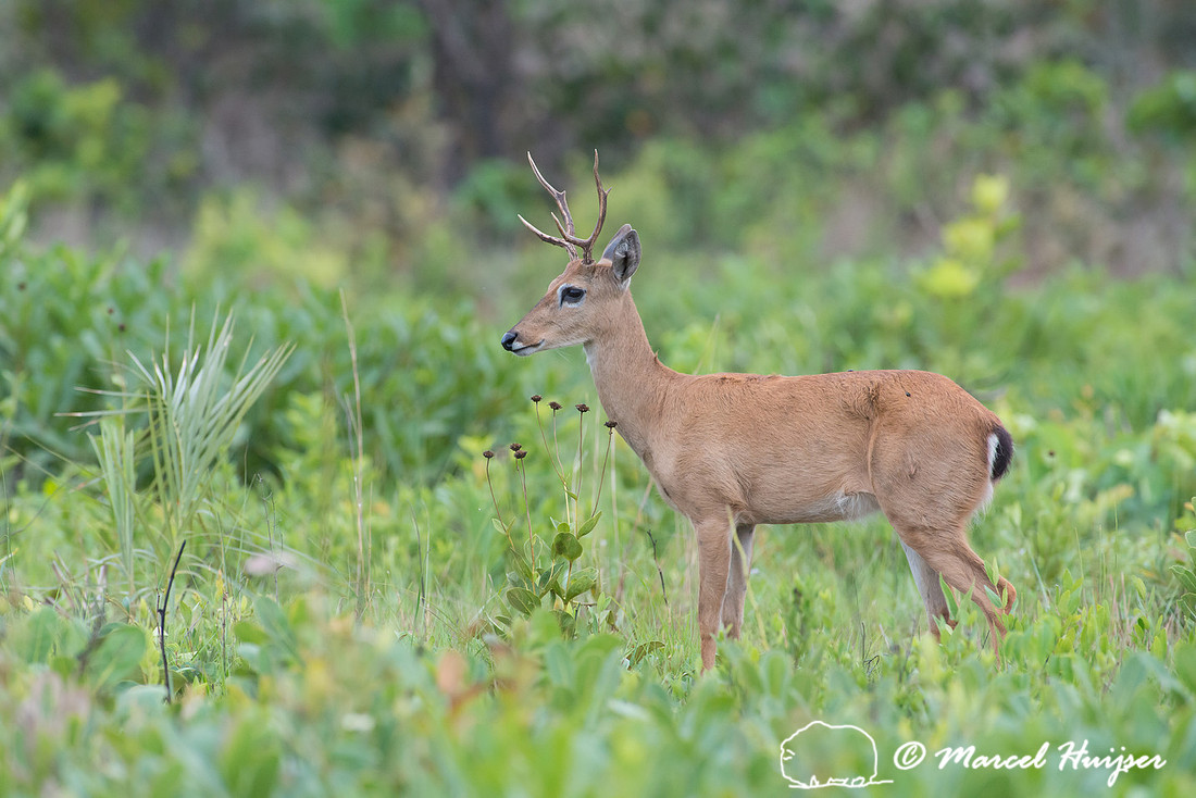 Pampa deer buck (Ozotoceros bezoarticus), Parque Nacional das Em